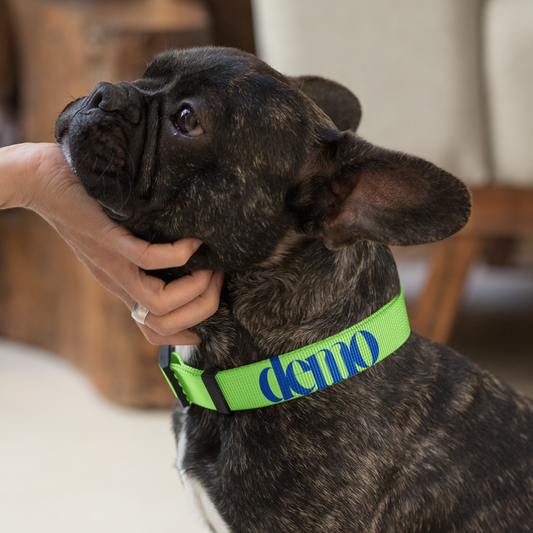 Demo New Hire Pet Collar